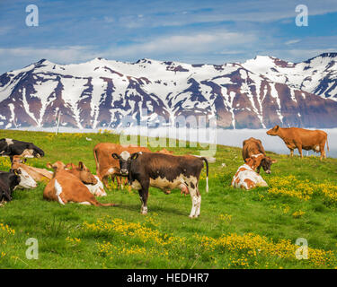 Dairy cows on a farm near Latrastrond beach by Dalvik, Eyjafjordur, Iceland Stock Photo