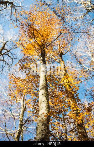 Vertical close view of a focused beech trunk and blurred colorful golden autumn treetop on a blue sky background Stock Photo