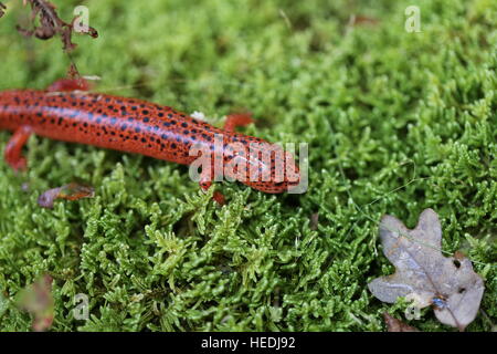 Northern Red Salamander [Pseudotriton ruber].Pennsylvania,USA Stock Photo