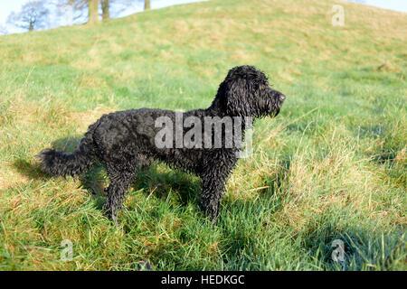 Cockapoo ,Male black dog. Stock Photo