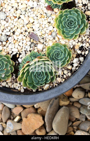 Close up  Echeveria glauca or known as Aeonium or known as Green Rose succulent growing in a pot with gravel Stock Photo