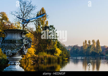 A pigeon in flight in at Hyde Park, London Stock Photo