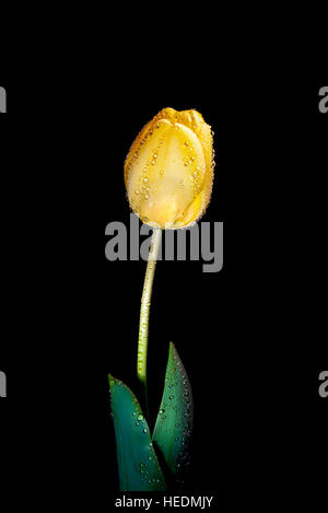 Darwin hybrid type tulip 'Golden Apeldoorn' Stock Photo