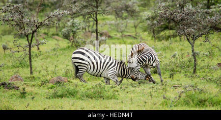 Plains or Common zebra, two males fighting, heads down and biting, Mara Naboisho Conservancy Kenya Africa Stock Photo