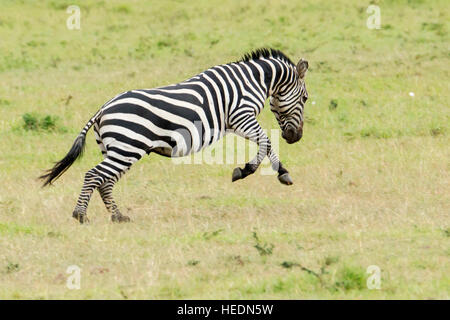 Plains or Common zebra, a male jumping in the foreground, Mara Naboisho Conservancy Kenya Stock Photo