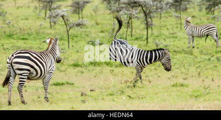 Plains or Common zebra, a male jumping in the foreground, another watching, Mara Naboisho Conservancy Kenya Stock Photo