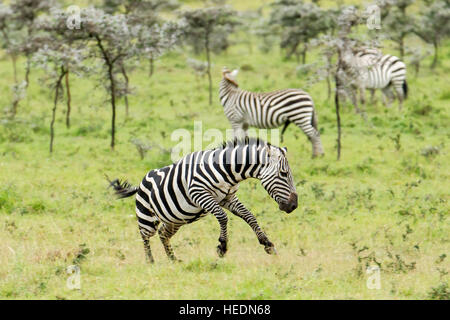 Plains or Common zebra, a male jumping in the foreground, others behind, Mara Naboisho Conservancy Kenya Africa Stock Photo