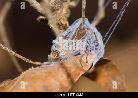 Net casting ogre faced spider Stock Photo