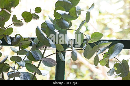 Eucalyptus perriniana leaf leaves eucalyptus globulus against a window Stock Photo