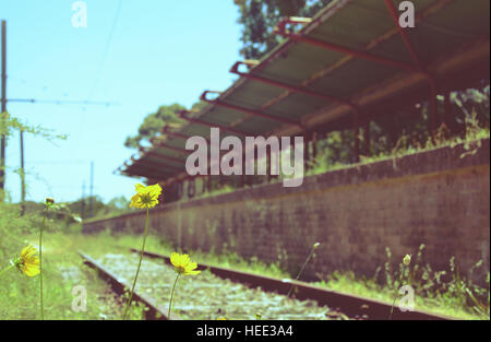 Flowers and weeds on train tracks at an abandoned railway station at Audley, New South Wales, Australia. Retro toned. Stock Photo