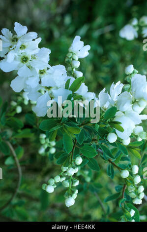 Exochorda macrantha, the Bride, Stock Photo