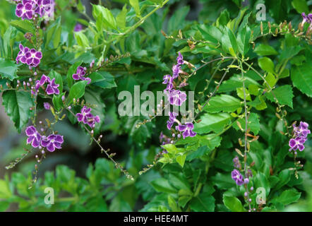 Duranta erecta, Pigeon berry,  sky flower, Stock Photo