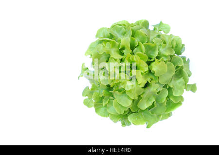 Top view green oak lettuce isolated on white background Stock Photo