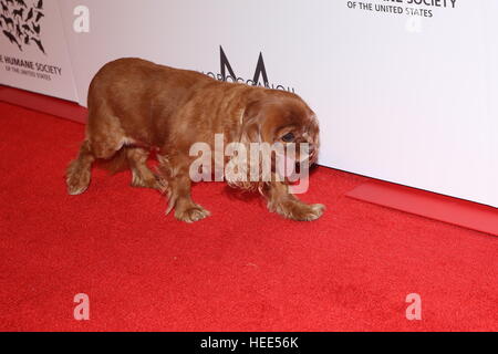 The Humane Society's Annual To the Rescue! Gala - Arrivals  Featuring: Toast Where: New York City, New York, United States When: 18 Nov 2016 Stock Photo