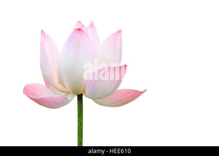 Beautiful pink lotus flower isolated on white background. Saved with clipping path