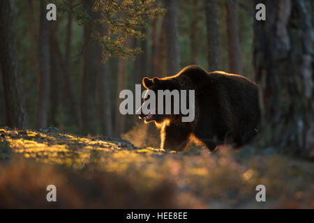 European Brown Bear ( Ursus arctos ) in a pine forest, first morning light, atmospheric backlight, visible breath puff / cloud. Stock Photo