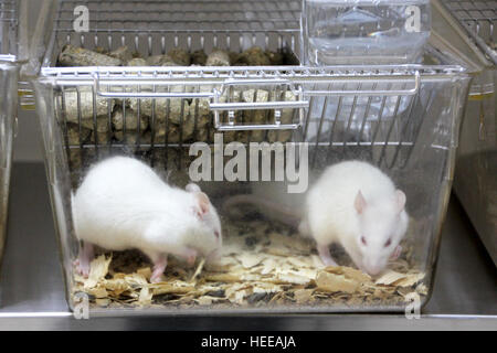 Laboratory rats Stock Photo