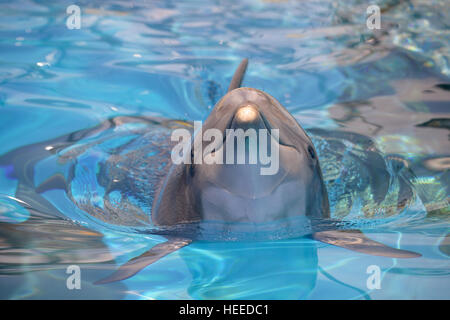 Front head of  bottlenose dolphin (Tursiops truncatus) swimming the blue water