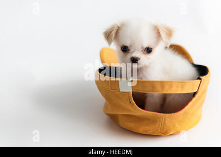 Miniature Chihuahua Dog Concept Stock Photo