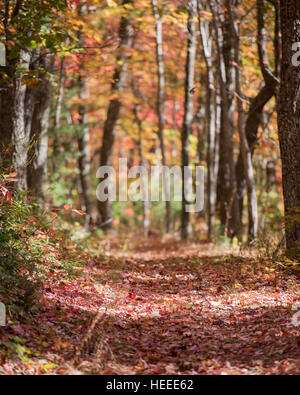 Hiking Trail in Tunnel of Trees in the Fall with blurred background Stock Photo