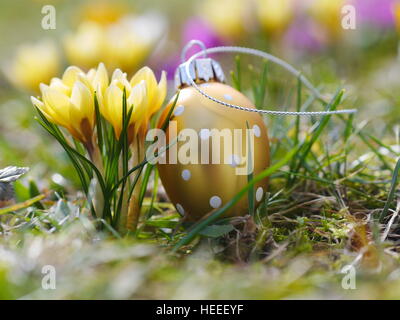 crocus with easter eggs on meadow Stock Photo