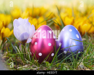 crocus with easter eggs on meadow Stock Photo