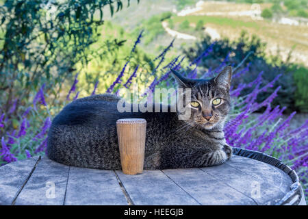 Tabby cat, Sonoma, Sonoma County, California Stock Photo