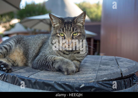 Tabby cat, Sonoma, Sonoma County, California Stock Photo