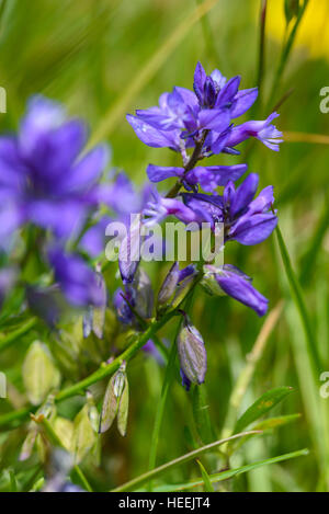 Common Milkwort, Polygala vulgaris, wildflower, Carrick, Dumfries & Galloway, Scotland Stock Photo