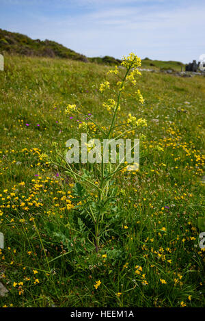 Sea Radish, Raphanus raphanistrum ssp. maritimus, wildflower, Carrick, Dumfries & Galloway, Scotland Stock Photo