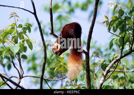 The Indian Giant Squirrel, Ratufa indica -Feeding at Dandeli Wildlife sanctuary, South India Stock Photo