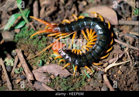 Fire centipede. Stock Photo