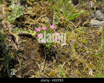 Lesser Centaury, Centaurium pulchellum Stock Photo