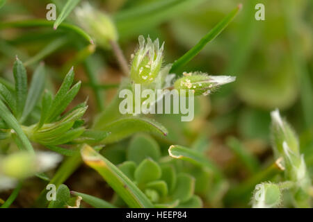 Little Mouse-ear, Cerastium semidecandrum Stock Photo