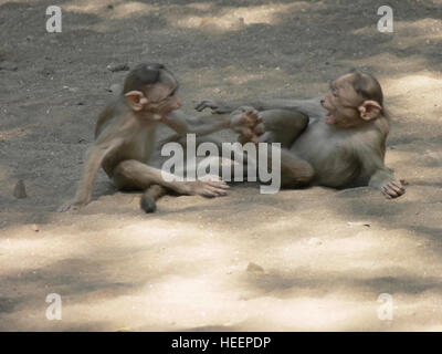 Two Bonnet Macaque, Macaca radiata, Playing. Shot at Gharapuri (Elephanta) Caves, Near Mumbai, India Stock Photo