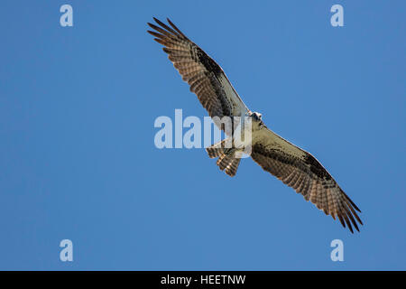 Osprey, fish-eagle soaring  and  catching fish over Dogtown Lake, Williams, Arizona USA Stock Photo