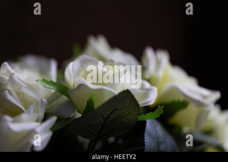 Floral display of white roses with green leaves against black negative space Stock Photo