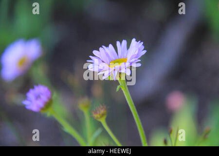 Aspen Fleabane wildflower, growing in the meadow at Albion Basin, Utah Stock Photo