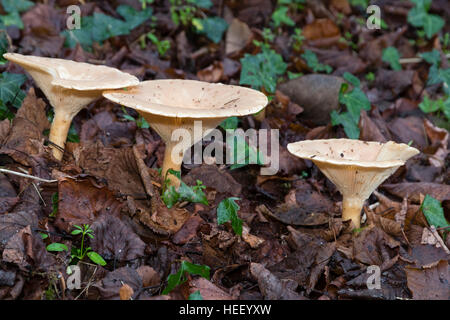 December fruiting bodies of the common funnel mushroom, Clitocybe gibba, emerging through leaf litter Stock Photo