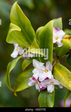 Strongly scented winter flowers of the evergreen Himalayan shrub, Daphne bholua Stock Photo