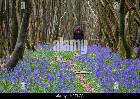 A woman walking along a path lined with spring bluebells in a beech forest, Kent, England, UK Stock Photo