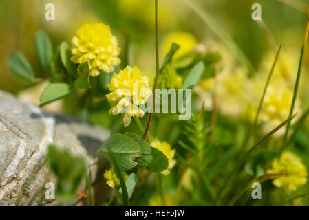 Hop Trefoil, Trifolium campestre, wildflower, Carrick, Dumfries & Galloway, Scotland Stock Photo