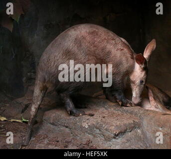 Captive African  Aardvarks (Orycteropus afer) at Burgers Zoo, Arnhem, The Netherlands Stock Photo