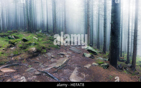 Panorama of rocky path through old foggy forest Stock Photo