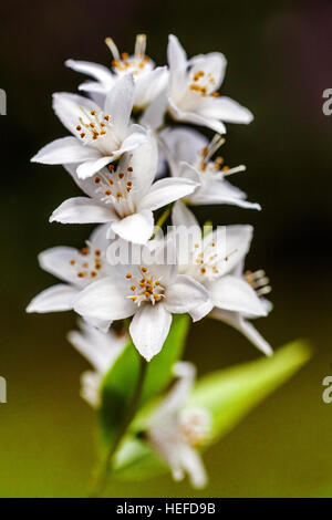 White Deutzia crenata 'Aurea' Stock Photo