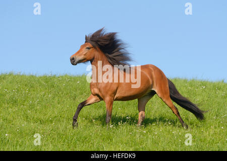 Icelandic horse in the field Stock Photo