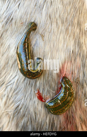 Two Leeches at a horse leg Stock Photo