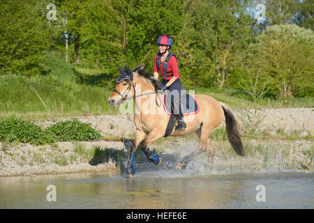 Young rider on back of a Norwegian Fjord horse riding cross country, canterin in water Stock Photo