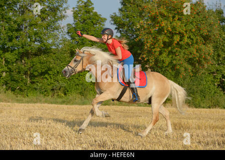 Young rider on back of a Haflinger horse galloping in a stubble field Stock Photo