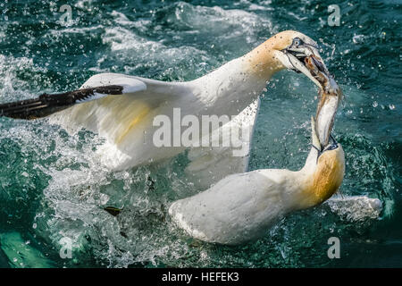 Two Northern gannets (Morus bassanus) fight over a catch after diving for fish in the North Sea off Northern Britain. Stock Photo